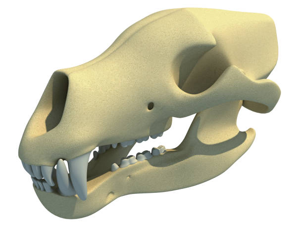 istock Bear Skull animal anatomy 3D rendering 1414043016