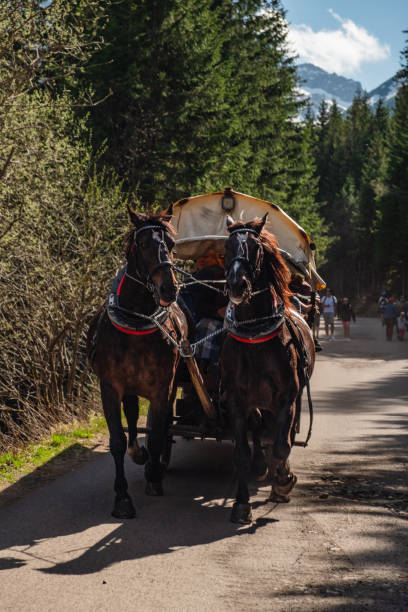 horses running with the winter sleigh on the road