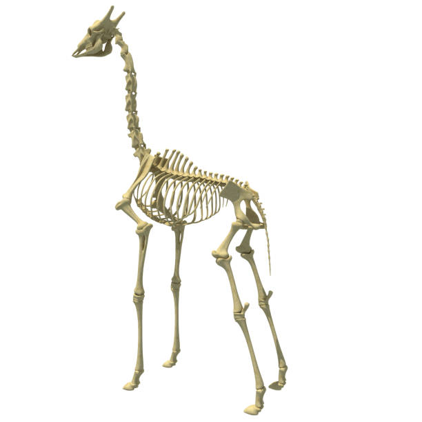 istock Giraffe Skeleton anatomy animal 3D rendering on white background 1414043190