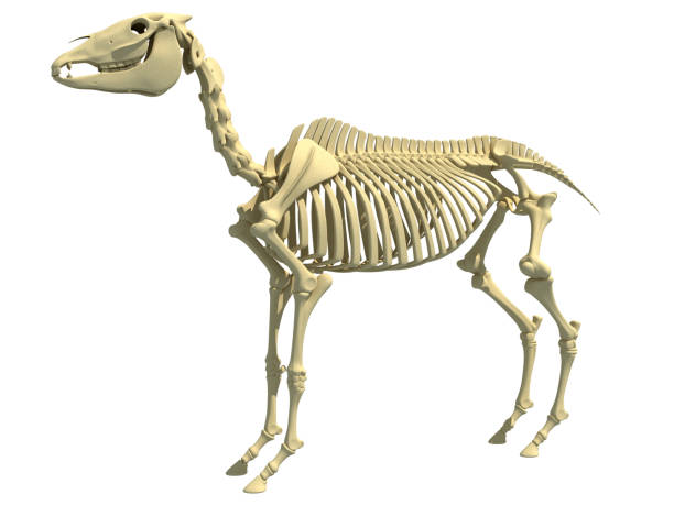 istock Horse Skeleton anatomy 3D rendering 1414043216