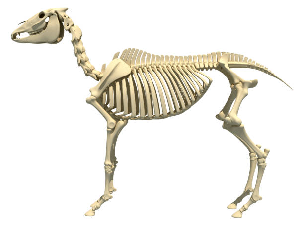 istock Horse Skeleton anatomy 3D rendering 1414043230