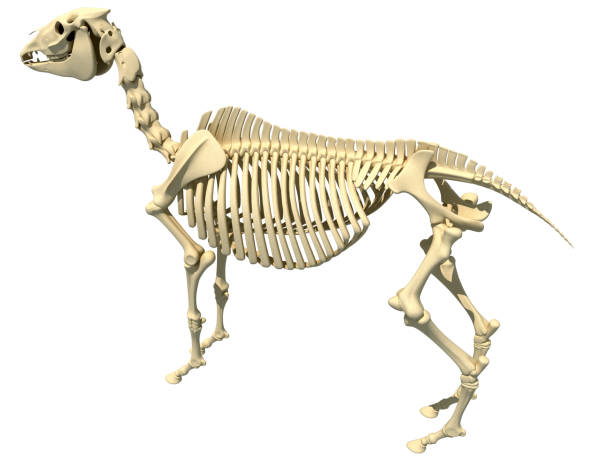 istock Horse Skeleton anatomy 3D rendering 1414043260