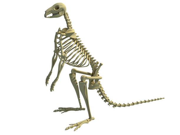 istock Kangaroo Skeleton animal anatomy 3D rendering 1414043308