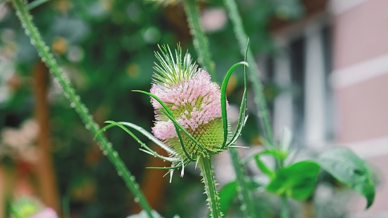 Seedhead of Dipsacus Fullonum Common Teasel Showing Germinating Seeds