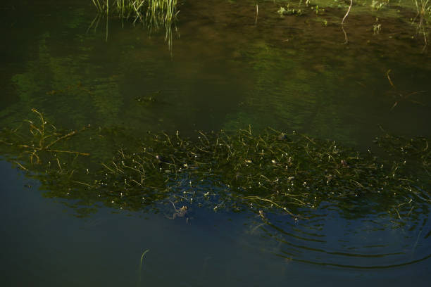 istock Algae in the river near the shore, Ukraine. 1414043427