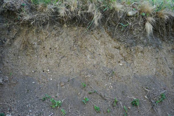 istock Texture layers of the earth. Cross-section in the soil. 1414044018