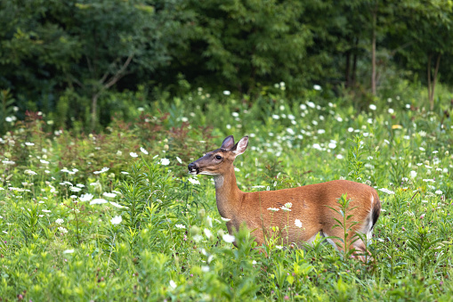 Profile of a female doe deer in a field of white Queen Annes Lace flowers in Cades Cove in Smoky Mountains National Park