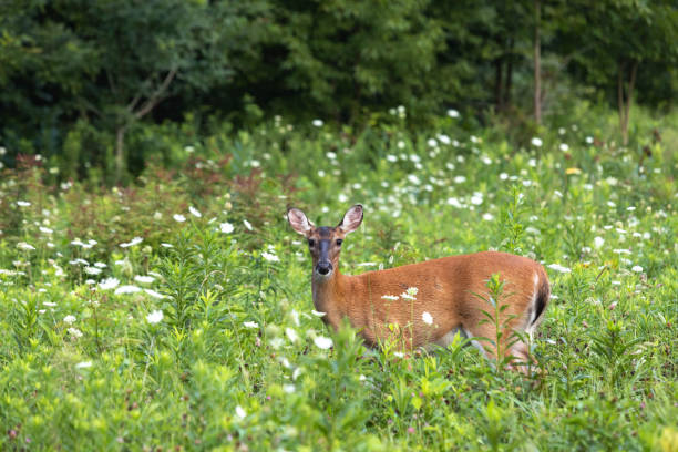 Deer In Cades Cove Smoky Mountains Looking At You stock photo