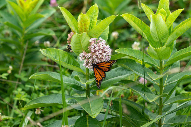Monarch Butterfly On Milkweed stock photo