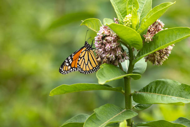A Monarch butterfly perches pretty on a Milkweed flower in a field in summertime