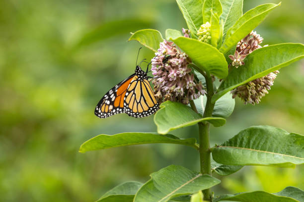 Monarch Butterfly Sitting On Milkweed Plant A Monarch butterfly perches pretty on a Milkweed flower in a field in summertime milkweed stock pictures, royalty-free photos & images