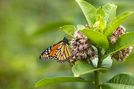 Monarch butterfly sits pretty on a pink Milkweed flower in summertime