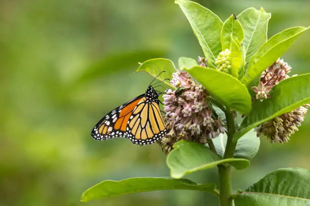Photo of Close Up Monarch Butterfly Perched On Milkweed Flower
