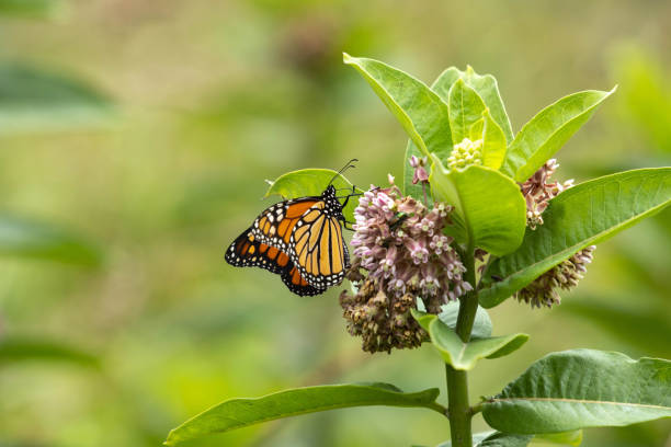 istock Monarch Butterfly In Milkweed Field 1414046268
