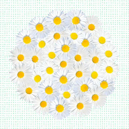 Circle Background  with Close-up Chamomile Daisy Flower Pattern. Design Element for Easter Greeting Cards, Bridal Shower and Wedding Cards.