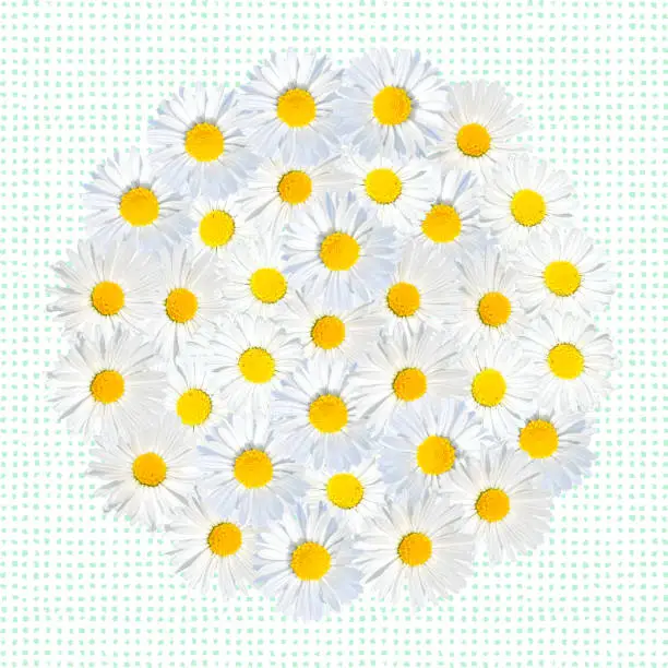 Vector illustration of Circle Background  with Close-up Chamomile Daisy Flower Pattern. Design Element for Easter Greeting Cards, Bridal Shower and Wedding Cards.