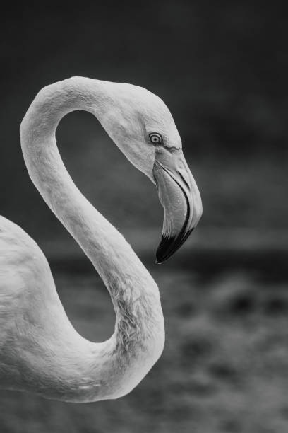 istock Greater flamingo 1414048353