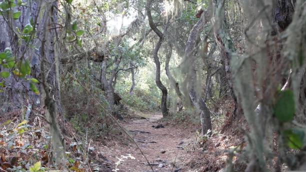 istock Path in live oak forest. Twisted gnarled trees branches trunks. Lace lichen moss 1414048436