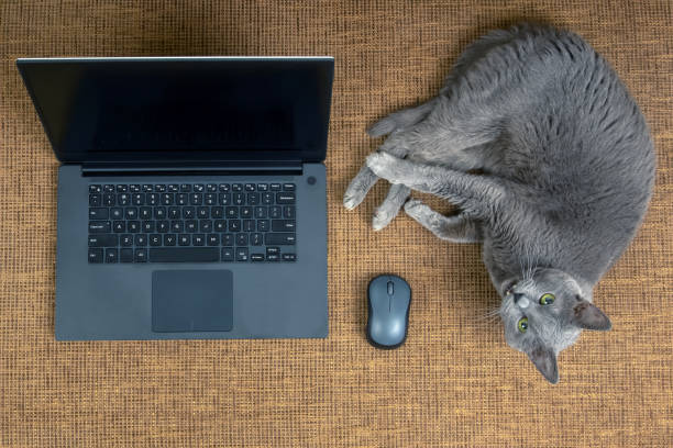 istock gray cat is resting on a sofa near a laptop and a computer mouse 1414048461