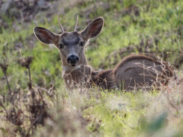 подсвеченный олень-муль (odocoileus hemionus), лежащий в поле. - laurasiatheria стоковые фото и изображения