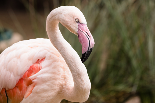 Colorful greater flamingo