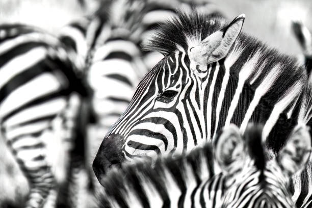 Close up of the face of a plains zebra, equus quagga, in a herd of zebra in the Masai Mara, Kenya. Black and white stock photo