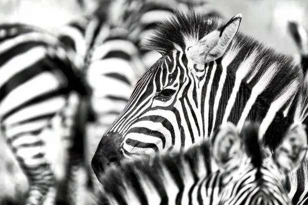 Photo of Close up of the face of a plains zebra, equus quagga, in a herd of zebra in the Masai Mara, Kenya. Black and white