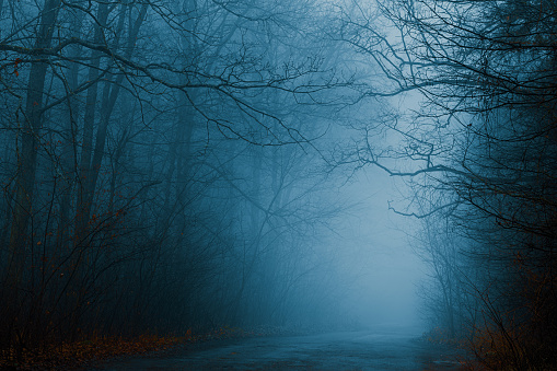 The foggy road through the autumn forest. Mysterious pathway in cold blue tones. Halloween backdrop.