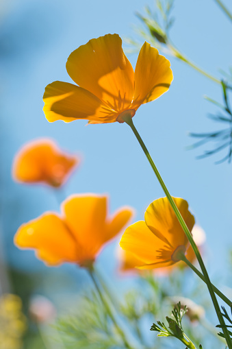 California poppy flower close up, plant in bloom with golden yellow and orange petals in the sunlight on blurred blue green background, shadows and light and color contrasts