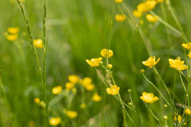 istock yellow flower between the green grass seen from the side 1414050218