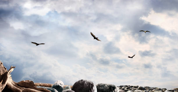 Photo of Environmental issues concept of dried landscape and group of wild birds over stormy dramatic sky