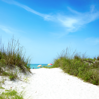 White sandy beach and green bushes in Sarasota, Florida