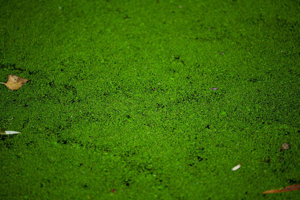 vibrant-green water micro vegetation lying on the water surface - duckweed imagens e fotografias de stock