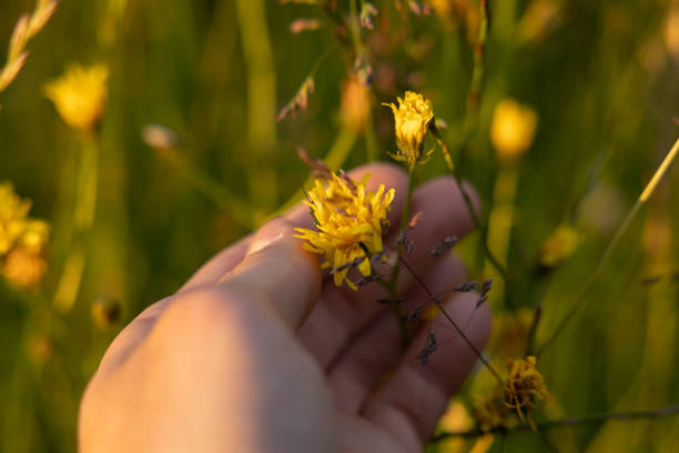 take care of nature, protect nature concept. close up view of the hand of a caucasian man caressing  and holding a yellow little flower