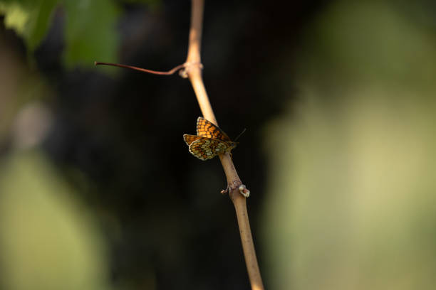 macro view of a “heath fritillary” (melitaea athalia) standing still on a vine in september, blurred black and green background
