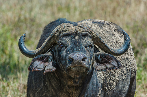 The African buffalo or Cape buffalo (Syncerus caffer), is a large African bovine. With mud on it. Lake Nakuru National Park, Kenya.