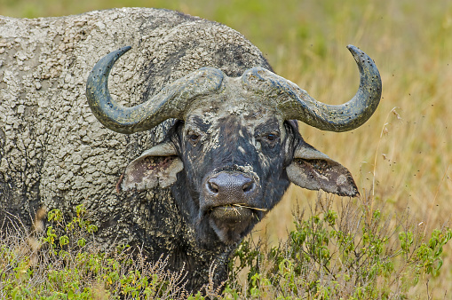 A Beautiful Portrait of a Black Wide horned Buffel buffalo Laying in the brown grass, taken at a low angle with a shallow depth of field, Calling out to the others in the herd.