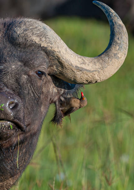 The African buffalo or Cape buffalo (Syncerus caffer), is a large African bovine. With mud on it. Lake Nakuru National Park, Kenya. Male African buffalo with red-billed oxpecker, partly a symbiotic relationship and partly parasitic. Buphagus erythrorynchu The African buffalo or Cape buffalo (Syncerus caffer), is a large African bovine. With mud on it. Lake Nakuru National Park, Kenya. Male African buffalo with red-billed oxpecker, partly a symbiotic relationship and partly parasitic. Buphagus erythrorynchus. lake nakuru national park stock pictures, royalty-free photos & images