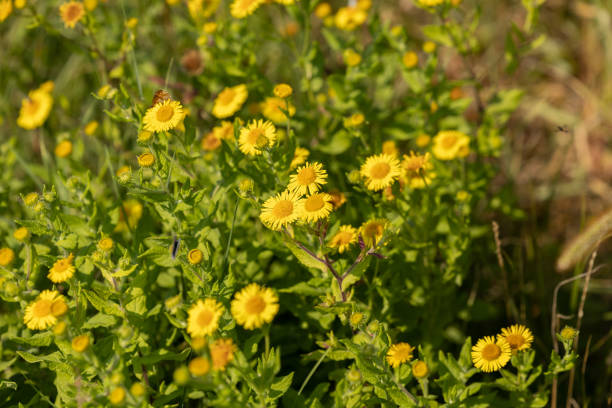 istock plant with many little yellow flowers 1414052918