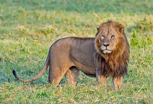 30k Male Lion Pictures Download Free Images on Unsplash 30k Male Lion Pictures Download Free Images on Unsplash