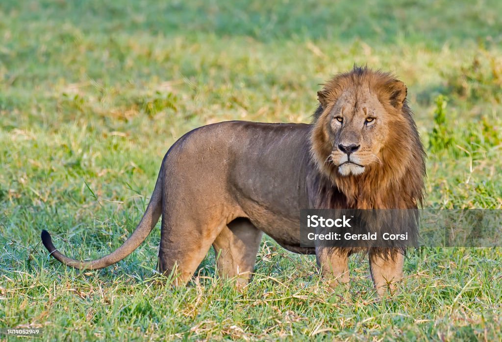The African lion (Panthera leo) is one of the five big cats in the genus Panthera and a member of the family Felidae. Lake Nakuru National Park, Kenya. Male animal. Lion - Feline Stock Photo