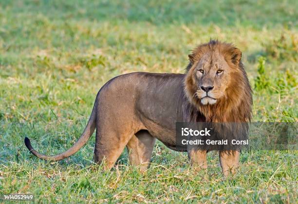 The African Lion Is One Of The Five Big Cats In The Genus Panthera And A Member Of The Family Felidae Lake Nakuru National Park Kenya Male Animal Stock Photo - Download Image Now