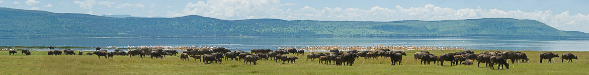The African buffalo or Cape buffalo (Syncerus caffer), is a large African bovine. With mud on it. Lake Nakuru National Park, Kenya. Herd by the lake . Panorama.