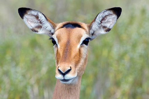 An impala (Aepyceros melampus) is a medium-sized African antelope. Lake Nakuru National Park, Kenya. Female.