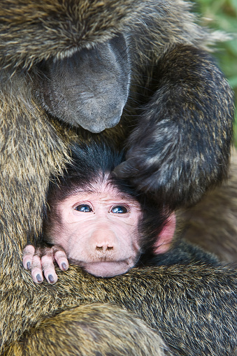 The olive baboon (Papio anubis), also called the Anubis baboon, is a member of the family Cercopithecidae Old World monkeys. Lake Nakuru National Park, Kenya. Mother grooming the young baby.