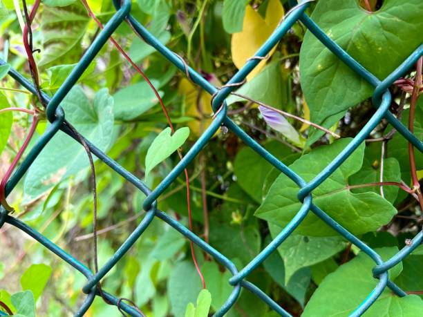 istock Chain Link Fence around Garden 1414053157