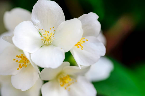 Celindo flower or Philadelphus coronarius is a widely cultivated popular ornamental plant stock photo