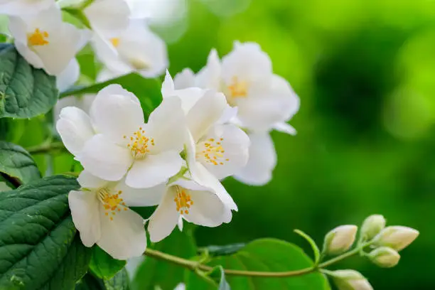 Photo of Celindo flower or Philadelphus coronarius is a widely cultivated popular ornamental plant