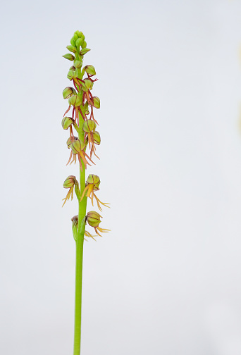 Orchis anthropophora, southern European wild orchid, Man Orchid, formerly Aceras anthropophorum.