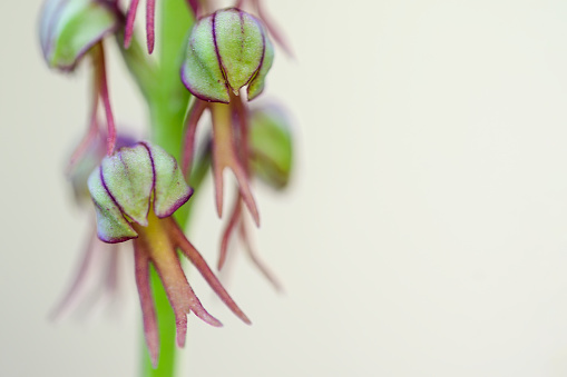 Orchis anthropophora, southern European wild orchid, Man Orchid, formerly Aceras anthropophorum.